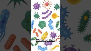 Microorganisms The Good The Bad and Their Many Types Shorts Microbes [upl. by Ahscrop]