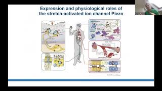 Dr Periklis Pantazis quotGenEPIPiezo1 reporter for visualising mechanical stimuliquot [upl. by Dirtsa]
