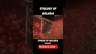 Etiology of malaria 🦟onlineclasses pathology biology viral shorts [upl. by Malachy]