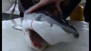 Tagging Blue Sharks  Sharks  BBC Earth [upl. by Maxwell]