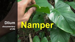 Namper Homalomena pendula  part 1 [upl. by Dnaloy993]