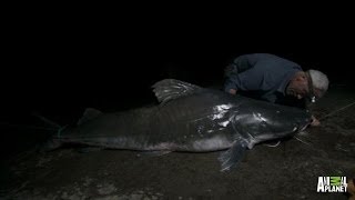 Catch of a Lifetime  Reeling in a Piraiba Beast  River Monsters [upl. by Sadowski]