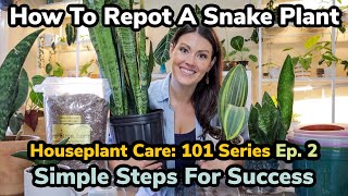 How To Repot A Snake Plant  Houseplant Care 101 Ep 2  Snake Plant Care Repotting Propagation [upl. by Akinahc180]