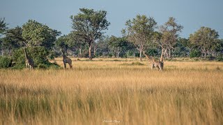 Botswana Safari  Kwando Splash Camp  Okavango Delta  Improved Edition 2021 [upl. by Hedve]