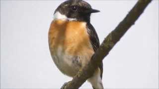 Schwarzkehlchen Stonechat mit Gesang Ochsenmoor Dümmer See April u Mai 2013 [upl. by Yerok]