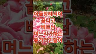 아들장례식이 끝나고 베트남 며느리가 충격적인 말을 하는데 [upl. by Harbot]