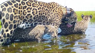 El yaguareté vuelve al Parque Iberá de Argentina siete décadas después [upl. by Pogue625]