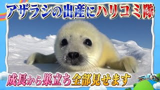 【超かわいい赤ちゃんに密着】カナダの流氷の上で誕生したアザラシそこには知られざる親子の絆が [upl. by Douty635]