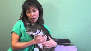 How to induce vomiting in cats  Dr Justine Lee [upl. by Haela]