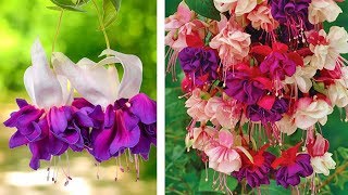 How to Plant Giant Fuchsia Hanging Basket Guide [upl. by Gretel656]