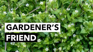 Wild Edibles with Sergei Boutenko Chickweed–Stellaria media  Gardeners Should Know This Plant [upl. by Palestine559]