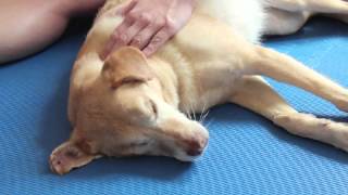 WauTV  Therapeutische Massage beim Hund [upl. by Ielhsa]