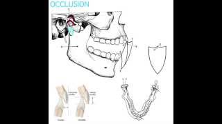 Occlusion Part 1 [upl. by Thanos]