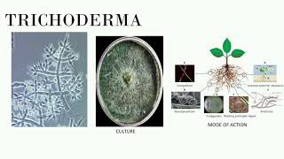 Applications Of Trichoderma [upl. by O'Reilly]