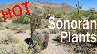 Sonoran Desert Plants Cactus Trees Shrubs of Arizona [upl. by Yeaton]