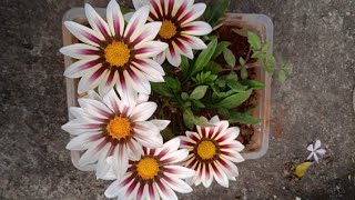 How to Grow Gazania plant from seed 🌸🌼🌱 [upl. by Glick]