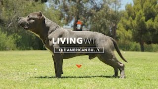 ALL ABOUT LIVING WITH THE AMERICAN BULLY [upl. by Arihaj]