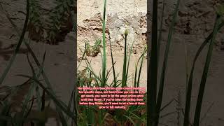 How to get onion seeds from green onions shorts [upl. by Gertrudis621]