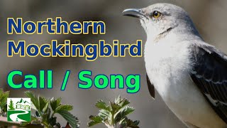 Mockingbird call  song  sounds [upl. by Nivlad]