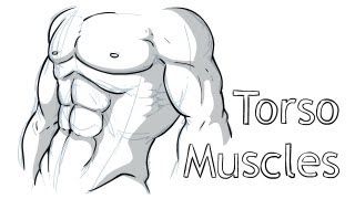 How to draw Torso Anatomy [upl. by Grimona]