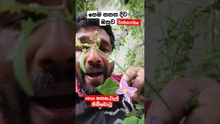 eliminatesvirusesampmucussolanumtrilobatumවැල්තිබ්බටු [upl. by Ancell701]