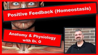 Positive Feedback in Homeostasis Anatomy and Physiology [upl. by Atinehs]