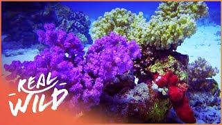 Red Sea Reefs The World Beneath The Waves Wildlife Documentary  Real Wild [upl. by Jonathon]