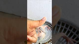 Leg treatment pigeon 🕊️✅ pigeon shortsbird treending youtubeshorts viral [upl. by Hesoj]