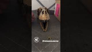 Meet Dromaeosaurus The Original Raptor dinosaur paleontology [upl. by Arri]