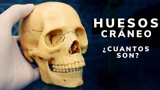 El SISTEMA ÓSEO explicado los huesos del cuerpo humano El esqueleto👩‍🏫 [upl. by Arteid]