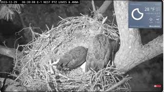 Morning at Anna and Louis nest bald eagle Kisatchie National Forest E1 Nest  Canopy cam [upl. by Aidul129]