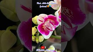 орхидеибабочки орхидеи орхідеї орхидеицветут orchidslifelana floweringplant квіти plants [upl. by Rocco]