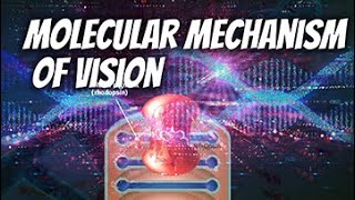 Molecular mechanism of Vision  Retina  Rhodopsin [upl. by Elkraps]