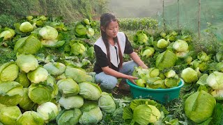 3 months to have harvested vegetables to sell  Sell ​​vegetables in exchange for meat [upl. by Sevy285]