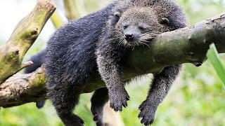 BINTURONG [upl. by Terencio674]