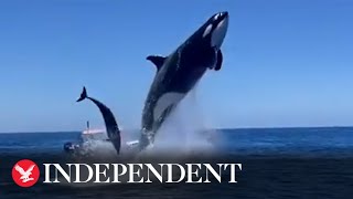 Orca leaps in the air during dolphin hunt [upl. by Attegroeg]