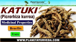 Katuki  Picrorhiza kurroa  Benefits Uses amp Medicinal Properties [upl. by Cosme]