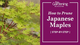 How to Prune Japanese Maples  Step by Step Instructions  Fine Gardening Magazine [upl. by Aleris426]