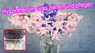 Hyazinthen im Glas ziehen und pflegen  Hyazinthen in der Vase mit Zwiebel Anleitung [upl. by Melva]