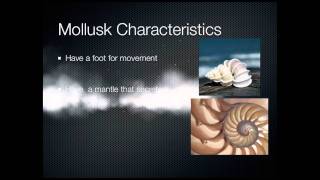 Mollusk characteristics [upl. by Hanser]