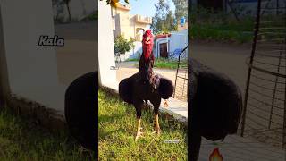 Aseel Murga Tiktok Video 🐓aseel youtubeshorts aseellovers [upl. by Atteynad]