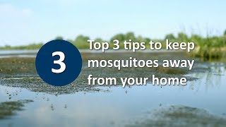 Top 3 tips to keep mosquitoes away from your home [upl. by Fevre]