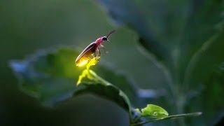 Fireflies in Iowa [upl. by Nide]