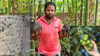 Macadamia Nuts Plants Wholesale Nursery मैकाडामिया नट्स पौधे थोक नर्सरी contact 9954631881 [upl. by Alphonsa]