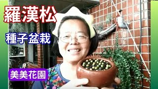 羅漢松種子盆栽【美美花園】 [upl. by Tay]