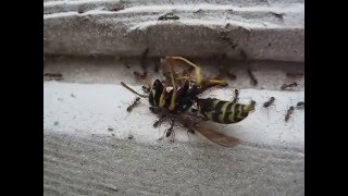 Ants attack vs wasp bee Hornet GRAPHIC VIDEO fight [upl. by Oscar]