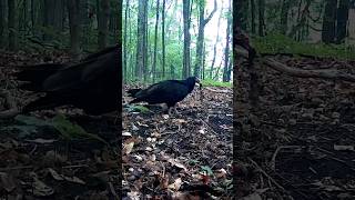 Wild Turkey Vulture Feeding [upl. by Clayborne178]