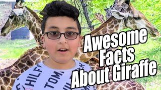 Giraffe Facts Information Habitat amp Lifespan  Animal Husbandry [upl. by Kellina]