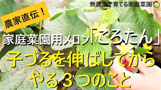 メロン栽培🍈孫づる処理～人工授粉・追肥まで詳しく解説！【有機農家直伝！無農薬で育てる家庭菜園】 22621 [upl. by Lexie]