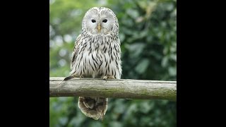 Strix uralensis Ural owl 1 Hooting male [upl. by Ylyl22]